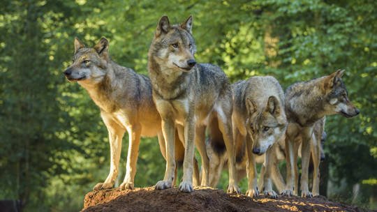 युरोपको पुर्खालाई मारिरहेको छ-हरियो एजेन्डा