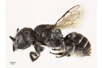 ‘लुसिफर’ मौरी अष्ट्रेलियामा वैज्ञानिकले पत्ता लगायो