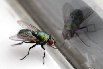 वैज्ञानिकहरूले पहिलो पटक ‘भर्चुअल ब्रेन अपलोड’ पूरा