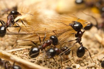 विमानस्थल प्रहरीले २,००० भन्दा बढी जीवित कमिलासहित एक जनालाई पक्राउ