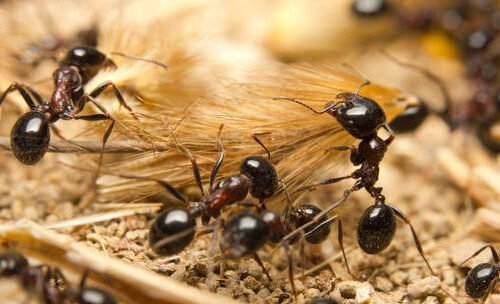 विमानस्थल प्रहरीले २,००० भन्दा बढी जीवित कमिलासहित एक जनालाई पक्राउ
